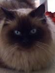 Chocolate Point Himalayan kitten for sale, Himalayan ...