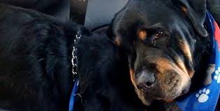 Kopeklerde Aglar Goruntuler Ile Rottweiler Kopek Hayvan Barinagi