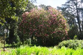 Image result for Homalium dentatum