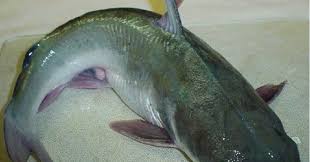 Video kali ini menjelaskan bagaimana cara mudah membuat umpan mancing ikan patin kolam atau sungai yang terbaik dan. Racikan Terbaik Umpan Mancing Ikan Patin Di Danau Yang Paling Manjur