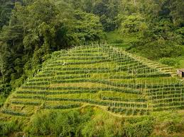 Jacob geeslin and kaven landreau cons reduction of biodiversity. Plantation Simple English Wikipedia The Free Encyclopedia