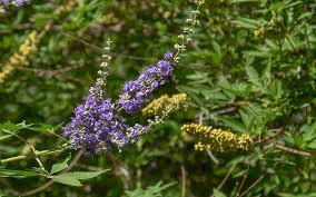 Image result for Vitex mombassae