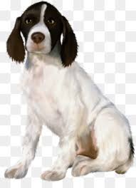 Malinois puppies from knvp lines puppies for sale. English Springer Spaniel Png And English Springer Spaniel Transparent Clipart Free Download Cleanpng Kisspng