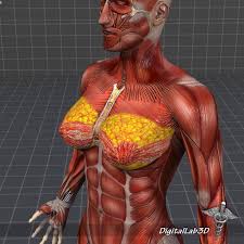Collection Rigged Male And Female Ds Max Maya Conversions With Images Human Body Systems