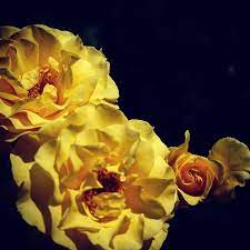 Striking Yellow Roses More Roses From The Calpolypomona Rose Garden I Think It At Nearly The Height Of Its Bloom It To Yellow Roses Rose Garden Design Rose