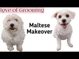 All my research says all pure maltese are white. Shaving A Maltese Dog All Over How To Shave A Small Dog Youtube