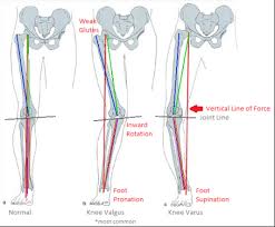 The glutes may be minimally involved in the deep portion of a back extension yet the gluteal the following diagrams depict two ways of illustrating the six primary load vectors in sports and strength. The 3 Best Glute Building Exercises Eric Roberts