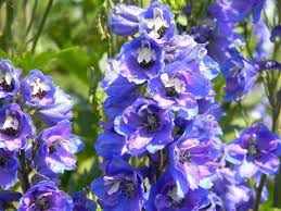 Blue and white flowers names. Top 55 Beautiful Types Of Blue Flowers With Names And Pictures Florgeous