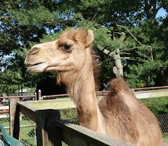 If this crashes your browser it is not my fault. Animal Farm Petting Zoo Clark The Camel Facebook