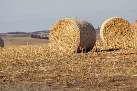We did not find results for: Valuing Corn Stalk Bales Unl Beef
