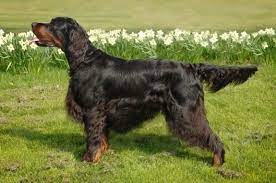 1.5 years, 62 pounds contact : Irish English And Gordon Setters Gordon Setter History Suggests The Existence Of Black And Tan Setters Gordon Setter Dog Breeds Dogs