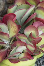 Desert Rose Paddle Plant Monrovia Desert Rose Paddle Plant Paddle Plant Monrovia Plants Plants