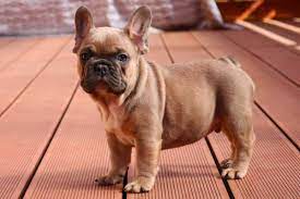 Another aspect which increases the price of blue frenchies is the fact. Blue Fawn Color Frenchies Tomkings Kennel