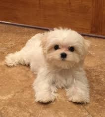 By hot_boy may 9, 2015 48 views. Maltese Puppy First Haircut Online