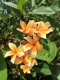 Image result for Plumeria rubra