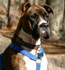Maybe you would like to learn more about one of these? Pin By Becci Peters On Wants Wishes Boxer Mix Great Dane Great Dane Mix