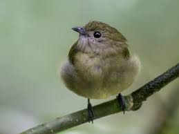 Image result for Ozoroa nigricans