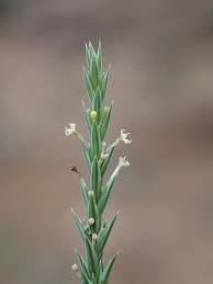 Image result for Leptactina platyphylla