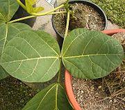 Image result for Erythrina sacleuxii