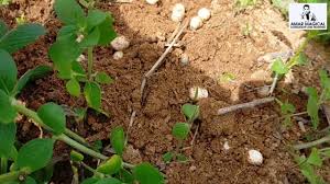 Dalam cara budidaya kacang tanah, cara menanam kacang tanah dengan memperhatikan beberapa hal. Ini Rupanya Pokok Kacang Tanah Kacang Poi Youtube