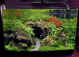 Www Plantedtank Net Forums 12 Tank Journals 731794 Xzs 3ft High Tech Low Tech Nano Experiments Html Aquarium Landscape Aquascape Aquarium Fresh Water Fish Tank