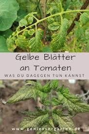 Gelbe Blatter An Tomaten Was Tun In 2020 Gemuse Anbauen Tomaten Bio Gemuse