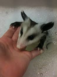 Can you bathe a baby opossum : Rescued Baby Possum Bath Flea Free Baby Possum Animals Fleas