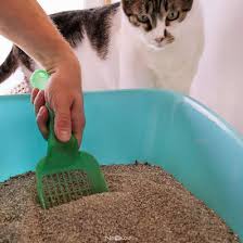 Kedi Kumu Cesitleri Ve Ozellikleri