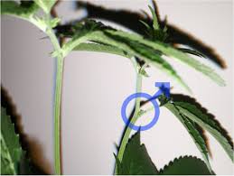 A male preflower is a very small closed ball or sac that is full of pollen. Blog Mars Venus Sexe