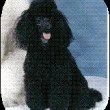 2 photos in the gallery. Puppyfind Toy Poodle Puppies For Sale