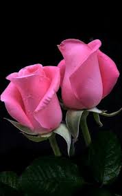 Lindas Rosas Rosas Bonitas Flores Bonitas Flores De Amor