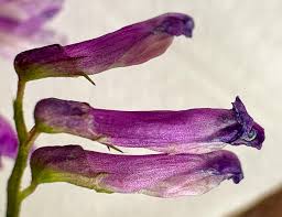 Image result for Vicia villosa