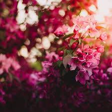 Layla Fay Ladd Obituary (2008