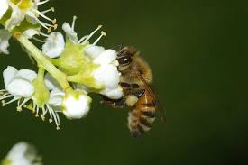 There's a lot of talk about bees today. Honey Bee The Australian Museum