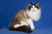 Ragamuffin Cat Breed Information - Vetstreet
