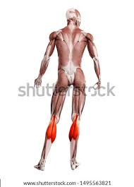 Lying exposed between the protective bones of the superiorly located ribs and the inferiorly located pelvic girdle, the muscles of this region play a critical role in protecting the. Shutterstock Puzzlepix