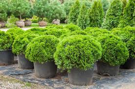 What is the closest airport to idaho falls? The Right Plants For Idaho Falls Landscaping Spring Falls