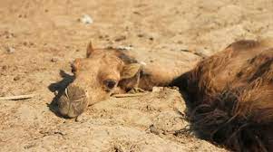 Since ostriches have relatively small heads compared to their massive bodies, it's easy to think (especially. Camel Resting Its Head In Sand Stock Video Pond5
