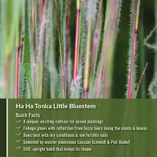 Image result for Tricalysia schliebenii