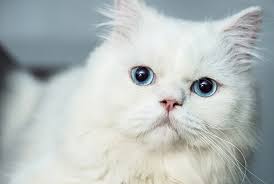 Ada beberapa hal yang perlu kamu perhatikan ketika ingin memberi nama kucing ini. 9 Cara Merawat Kucing Kesayangan Republika Online