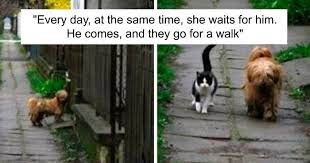 22 vintage photos of animals acting like people. 35 Times Animals Decided To Act Like Humans And It Got Documented In This Online Group Bored Panda