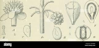 Image result for Limnophyton angolense