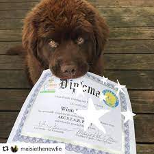 Maybe you would like to learn more about one of these? Puppy Training Classes