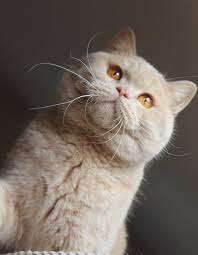 Pin By Aslihan Gurkan On Kedi Cute Cats And Kittens Cats And Kittens Kittens Cutest