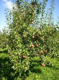 how to choose a pear tree for planting harvest to table