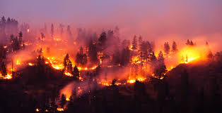La intensa propagación del fuego dañó áreas. 8 Consejos Para Prevenir Incendios Forestales National Geographic En Espanol
