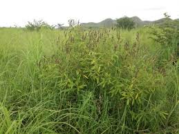 Image result for Eriosema psoraleoides