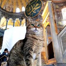 Ayasofya Cat Gli Cat Catlife Catsofinstagram Catlovers Cats Catlover Gli Ayasofya Kedi Istanbul Turkey Turkiye Cami In 2020 Cats Pretty Cats Cat Photo