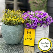 Image result for sanvitalia combine in pots