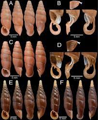 Further notes on the taxonomy of the land snail family Clausiliidae Gray,  1855 (Stylommatophora, Helicina) from Myanmar with description of two new  species